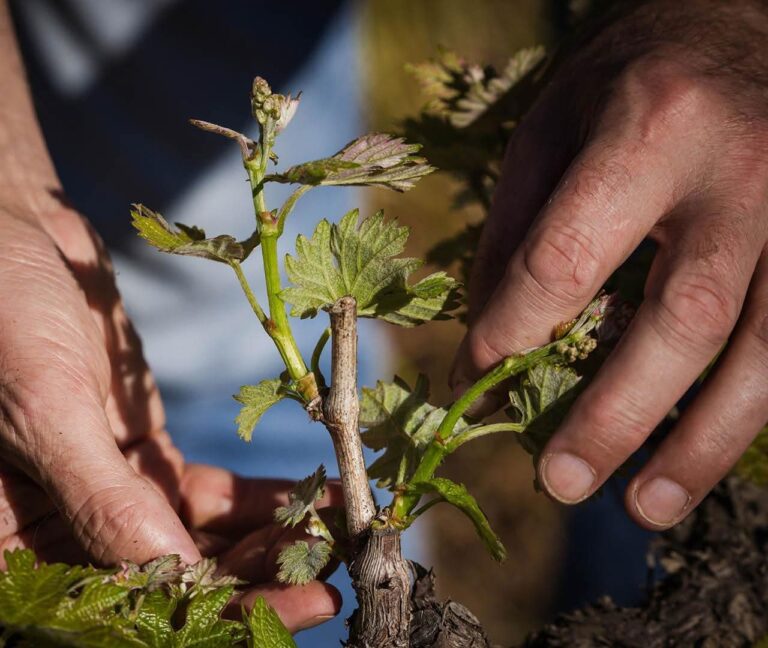Hands inspecting new growth